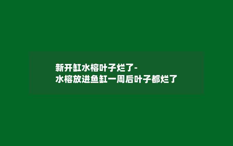 新开缸水榕叶子烂了-水榕放进鱼缸一周后叶子都烂了