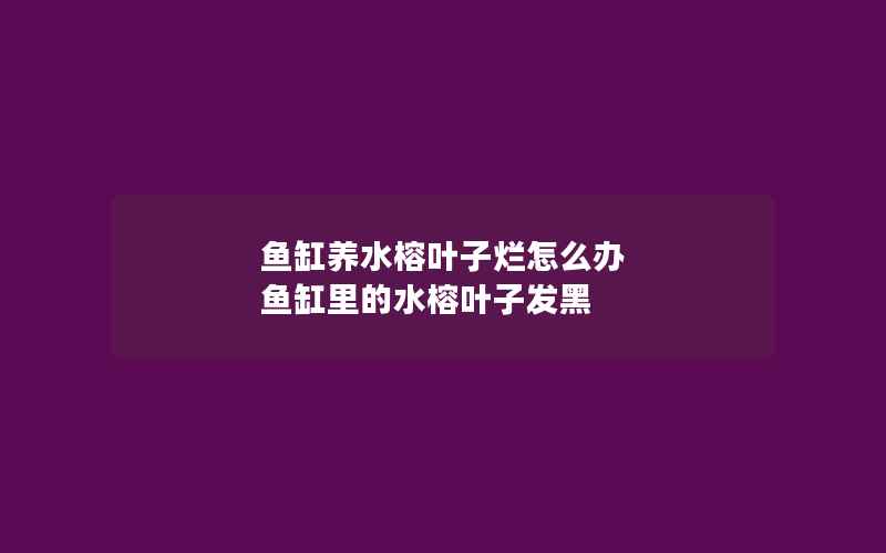 鱼缸养水榕叶子烂怎么办 鱼缸里的水榕叶子发黑