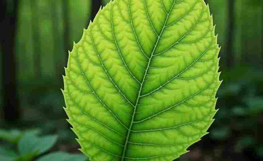 茎叶图在考试成绩比较中的实际应用案例有哪些